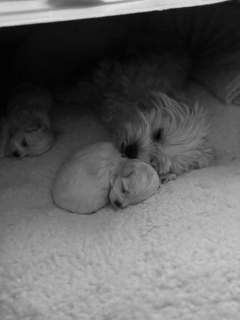 Image 6 of ?? Adorable Maltese Puppies for Sale! ??