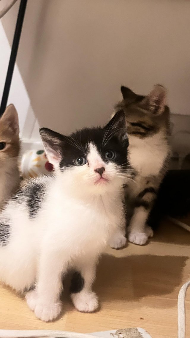 Preview of the first image of Kittens looking for loving Homes Newham.