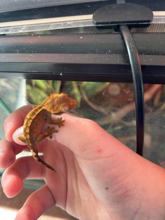 Image 2 of 1-3 month old baby crested gecko