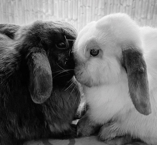 Preview of the first image of Bonded rabbits looking for a loving, spacious, forever home.