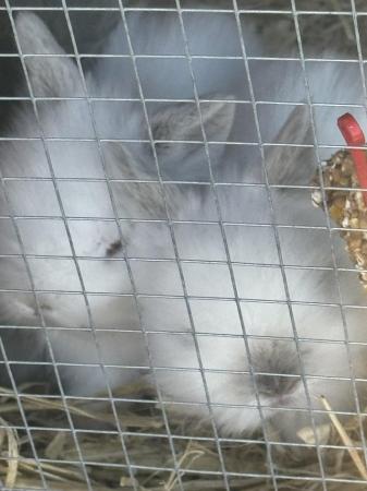 Image 1 of Double mane Lionhead bunnies