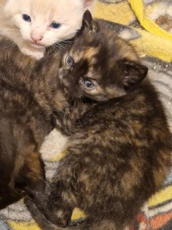Image 9 of Mixed litter of kittens