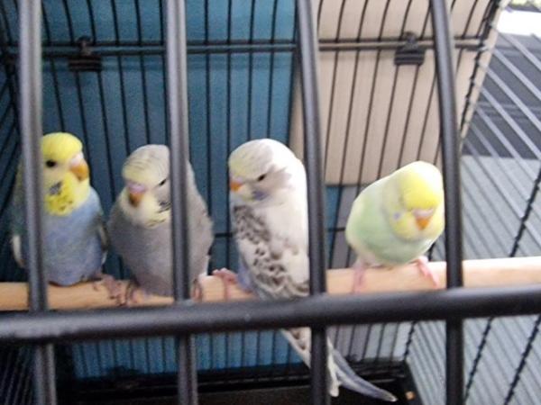 Image 5 of 5 budgies with very large cage, with everything in pics too.