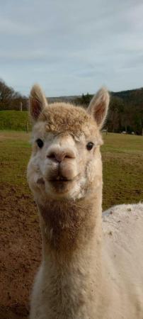 Image 1 of 2 male alpaca. 5 years old. Must go together.