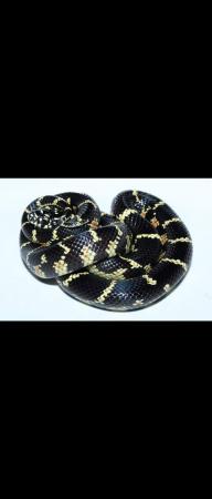 Image 2 of Female eastern king snake. Pair of florida king snakes