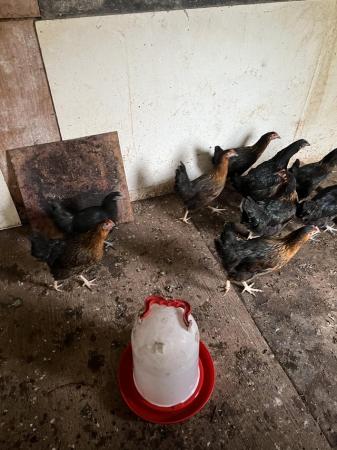 Image 2 of Black rock chickens 18 week old pol