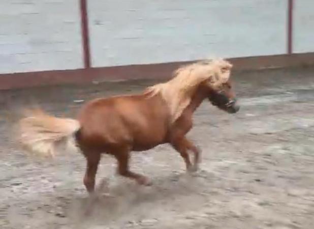 Image 2 of American miniature horse for sale in bolton