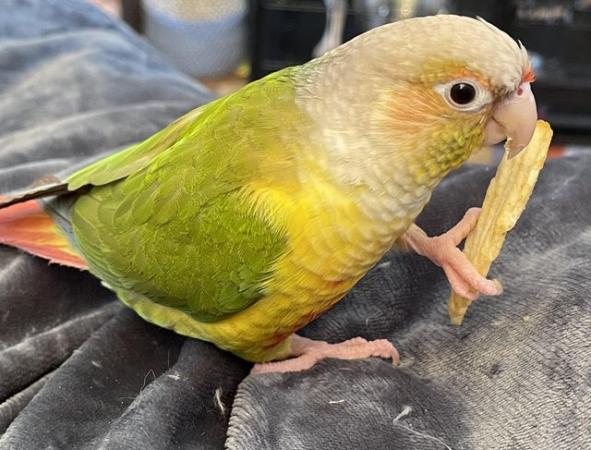 Image 3 of Male conure friendly with cage for sale  (sold)