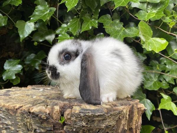 Image 2 of Friendly Pure Bred Baby Mini Lop Rabbits