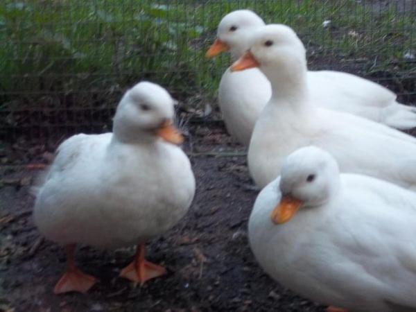 Image 11 of QUALITY CALL DUCK HATCHING EGGS AVAILABLE £3 EACH