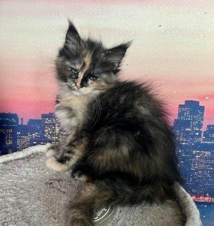 Image 5 of maine coon kittens ready for reservation