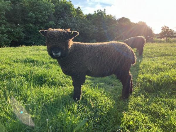 Image 2 of Pedigree Coloured Ryeland Ewe Lambs