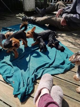 Image 4 of Yorkshire terrier puppies for sale.