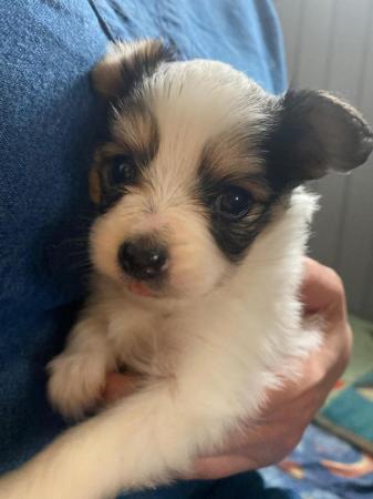 Image 2 of Last pup available! Gorgeous tricoloured girl