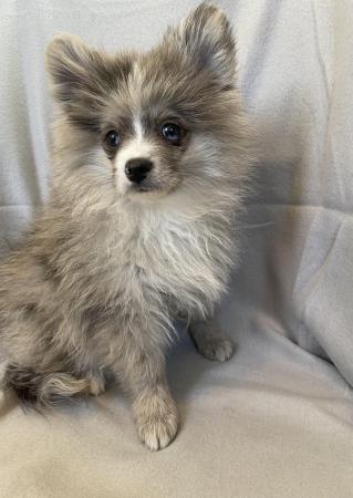Image 3 of Beautiful Pomeranian Merle Boy