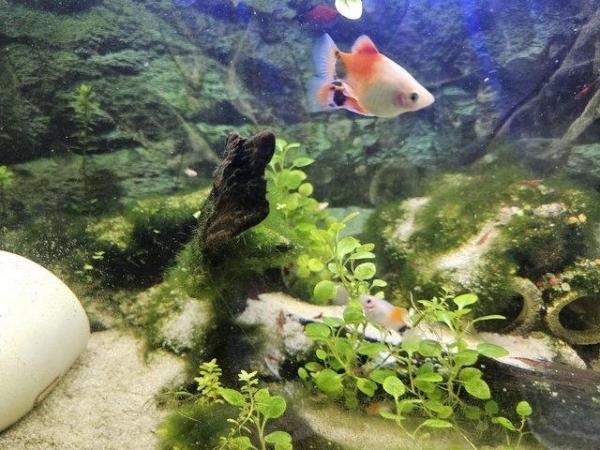 Image 1 of 6 x Micky Mouse Platys For Sale