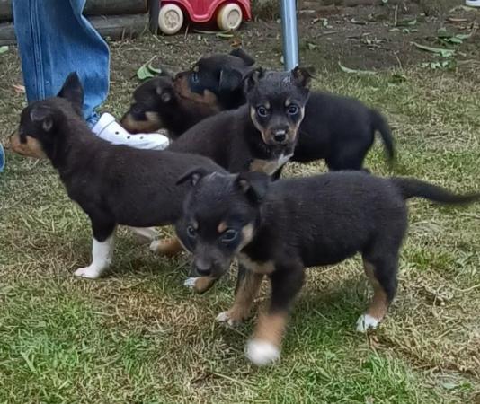 Image 6 of Kelpie X collie puppies