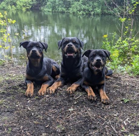 Image 3 of 2 Trained KC Rottweiler Pups
