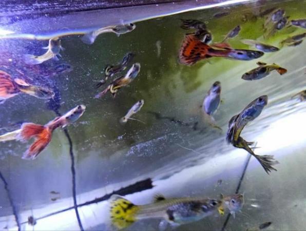 Image 1 of For sale 0.30p Beautiful Guppies