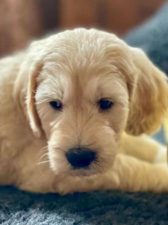 Image 7 of Beautiful Goldendoodle puppies for sale