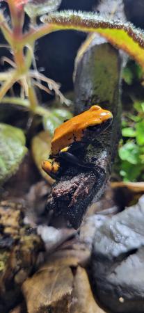 Image 5 of Dart frog Tadpoles,  various species