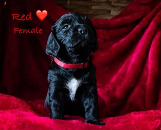 Image 9 of READY NOW - 4 Stunning Working Cocker Spaniel Puppies