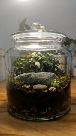 Image 6 of Glass Jar Terrarium with Fittonias Moss and Peperomia