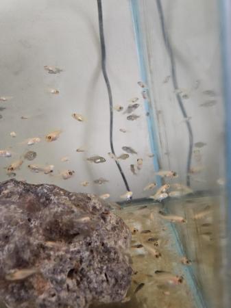 Image 13 of 3-6 month old african cichlid for sale