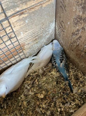 Image 2 of Beautiful young Budgies for sale
