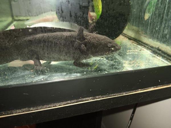 Image 6 of Male wild axolotl for sale 2 years old had to separate