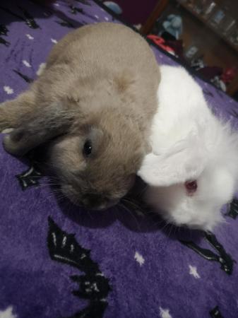 Image 1 of 13 week old lop ear rabbits