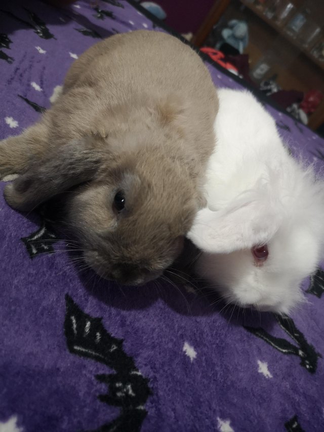 Preview of the first image of 13 week old lop ear rabbits.
