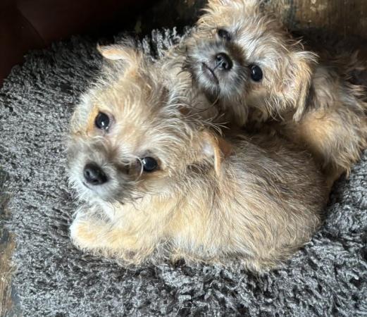 Image 9 of Jack Russell /Shih Tzupuppies for sale