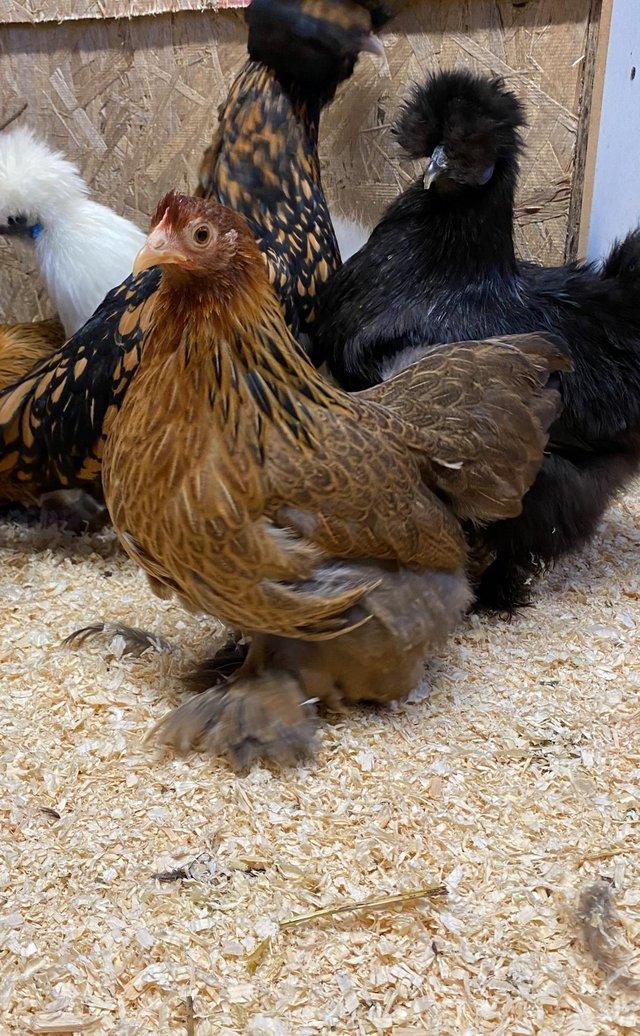 Preview of the first image of Pekin Bantam hens at point of lay. Black, Gold, Lavender.