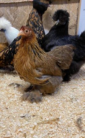 Image 1 of Pekin Bantam hens at point of lay. Black, Gold, Lavender