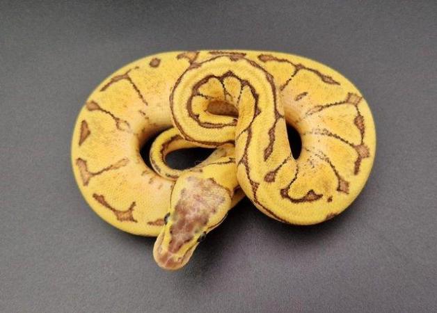 Image 5 of Enchi Pastel Pinstripe YB Het Pied Female Ball Python 231304