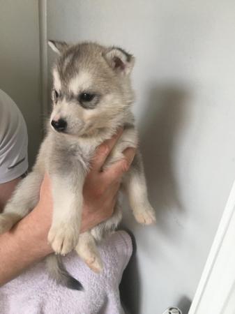 Image 14 of Gorgeous Siberian husky puppies for sale!