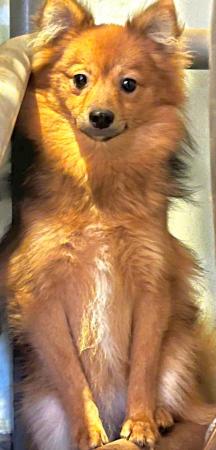 Image 5 of Female Red Pomeranian young adult