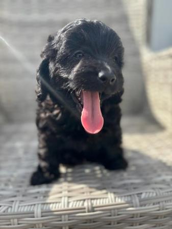 Image 10 of Gorgeous cockapoo all girls looking for new homes