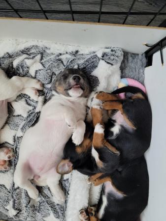 Image 6 of 2 Much Wenlock Jack Russell puppies ( chunky Small