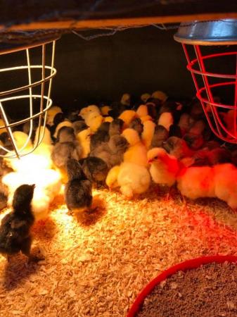 Image 3 of HATCHING EGGS FOR SALE pure breed birds