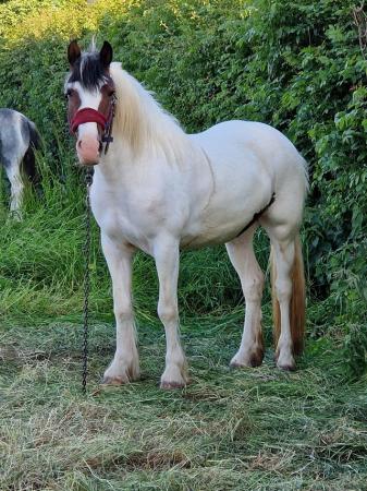 Image 2 of Ride & Drive Welsh X Cob home bred