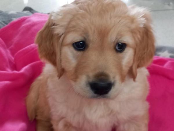 Image 11 of Golden Retriever Puppy reduced last girlMessage for detail
