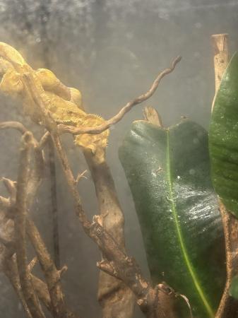 Image 1 of Crested gecko for sale.