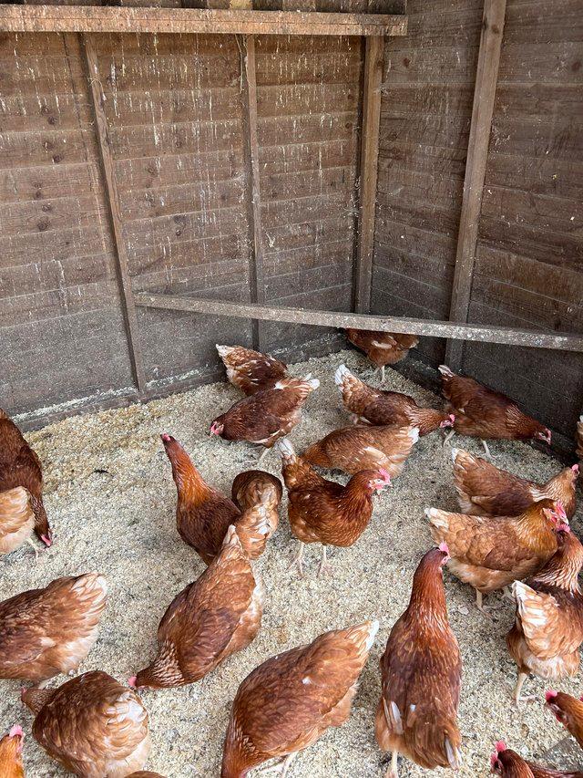 Preview of the first image of Vaccinated pol lohman brown hens.