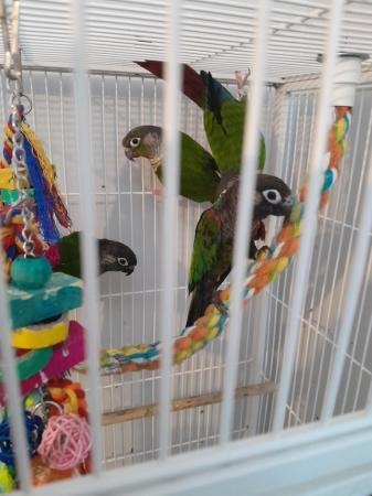 Image 4 of conure parrots pairs bird