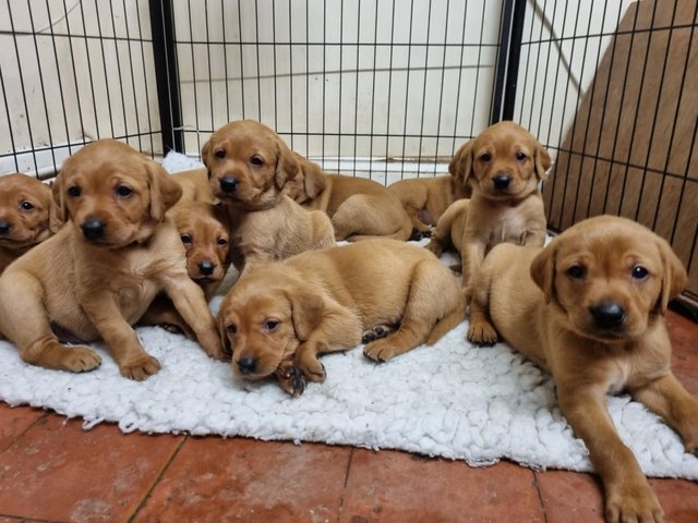 Preview of the first image of dark red fox Labrador puppies available next week.