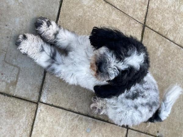Image 5 of 2 yr old Male Cockapoo reluctantly for sale