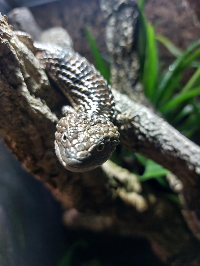 Preview of the first image of RARE Deppe's Alligator Lizard (Abronia deppii).