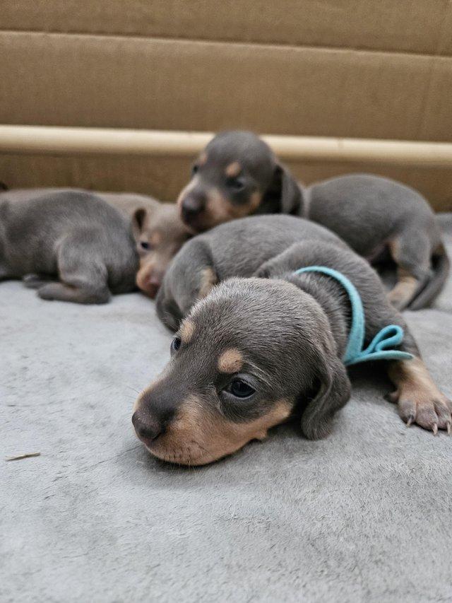 Preview of the first image of Miniature Dachshund Puppies.